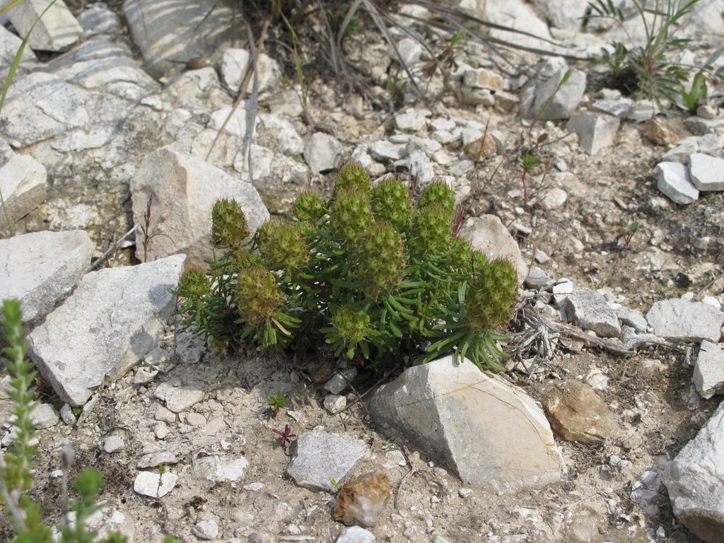Coris monspeliensis